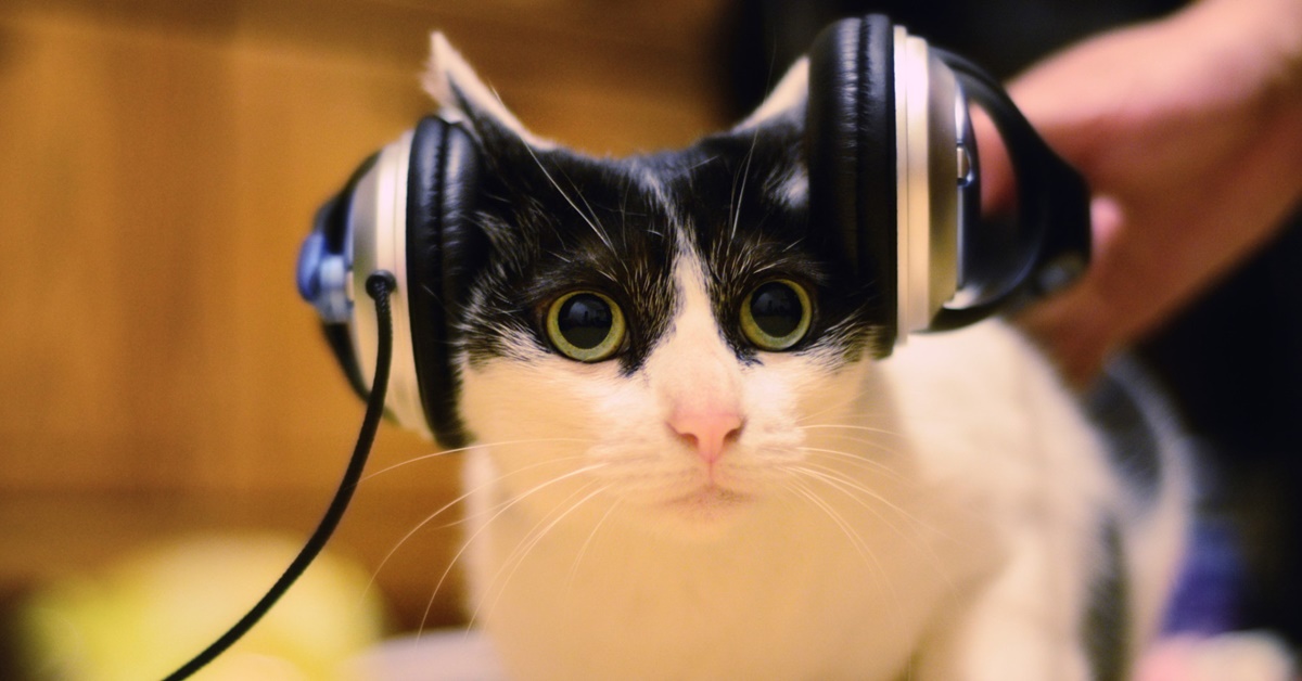 I gatti possono riconoscere una canzone o per loro sono suoni indistinti?