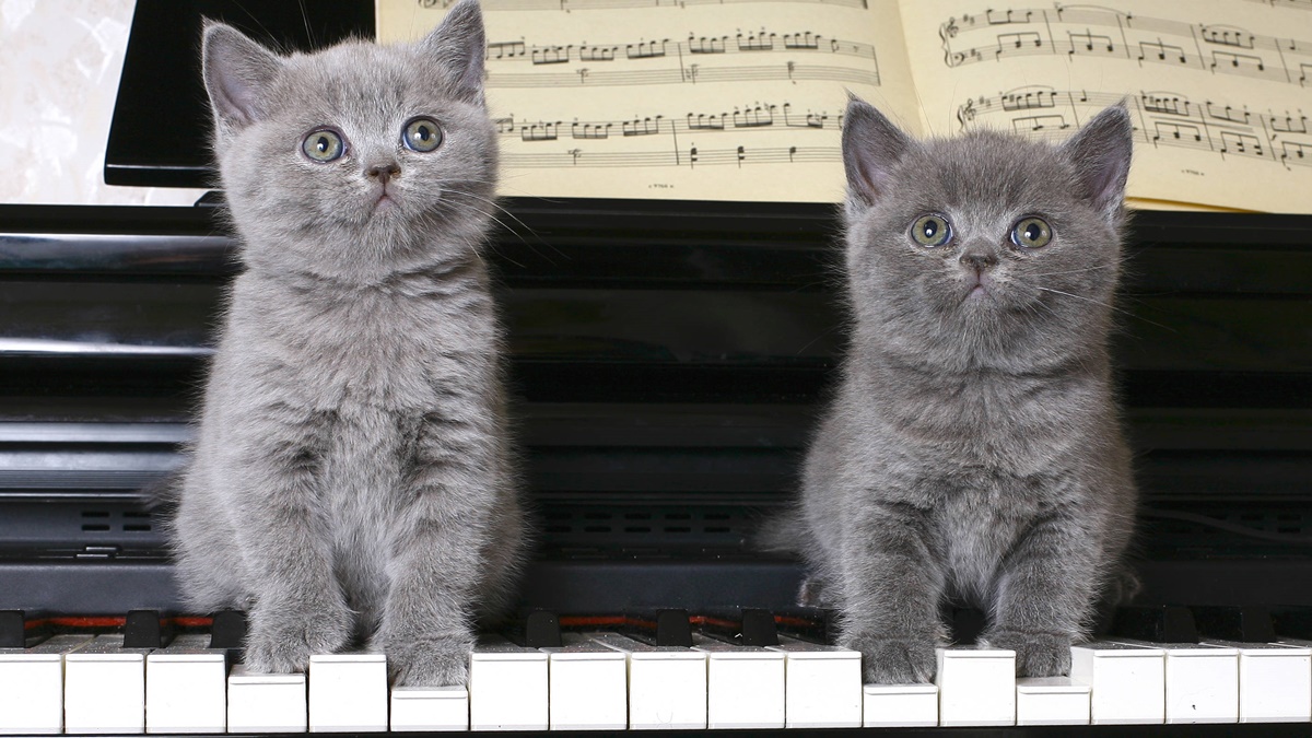 gattini sul pianoforte