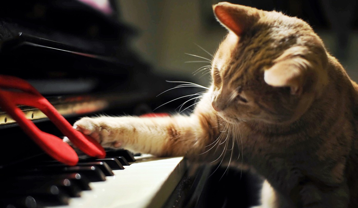 gatto che suona il pianoforte