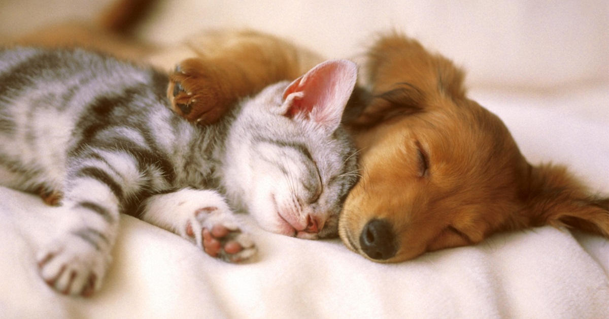 cane e gatto dormono abbracciati