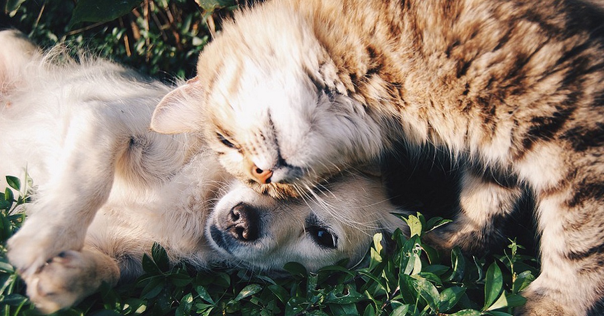 I gatti riescono a capire i cani o sono destinati a non comprendersi mai?