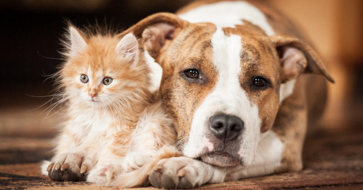 cane accanto a un gattino