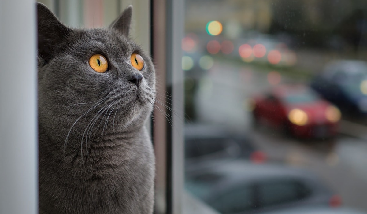 gatto alla finestra