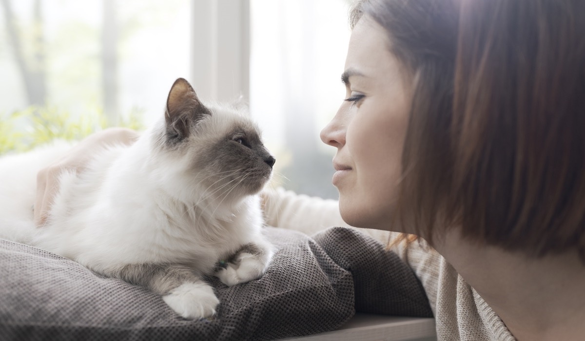 gatto siamese a pelo lungo con la sua padrona