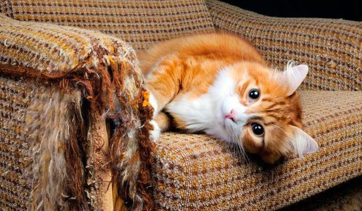 gatto che distrugge il divano