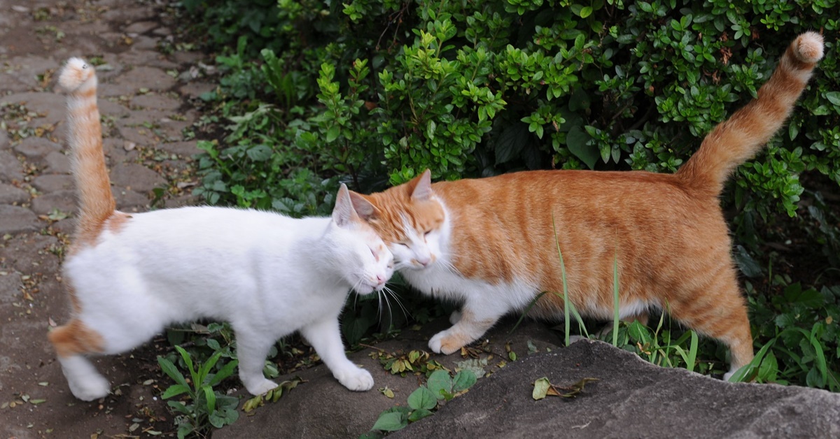 I gatti si salutano tra loro oppure no? Ecco i modi in cui si dicono ciao