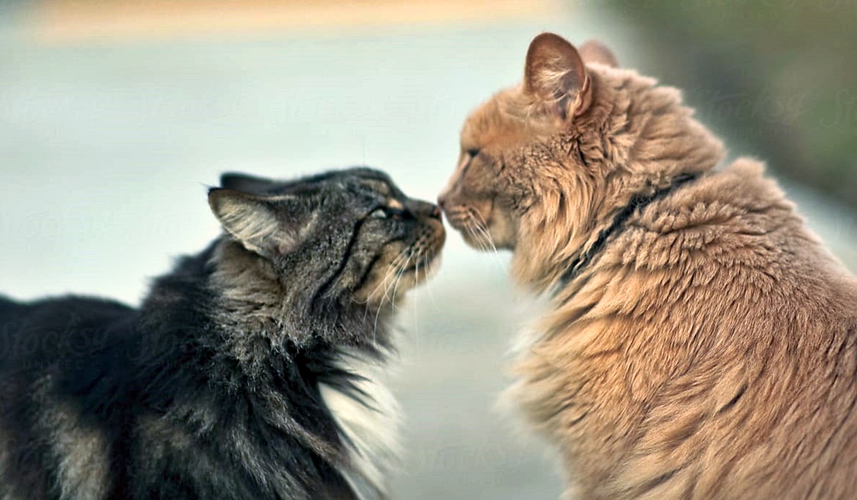 gatti si danno un bacio