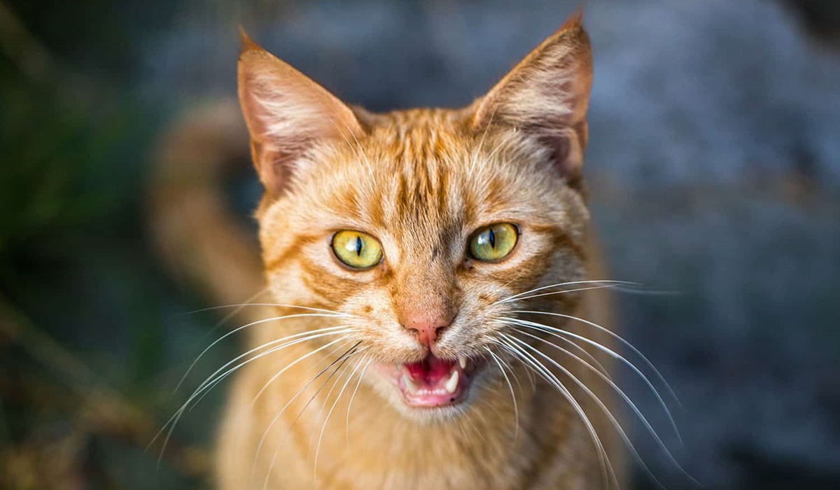 Кошки пищат звуки. Голос кота. Почему кошка пищит.