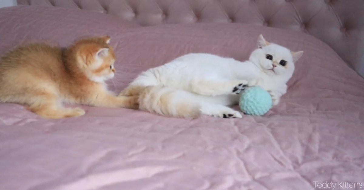 La gattina Bianca incontra Snicker il fratellino e giocano insieme (VIDEO)