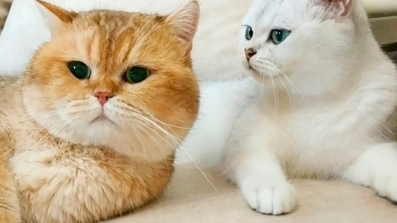 Una gattina parla con suo marito in un modo dolcissimo (VIDEO)