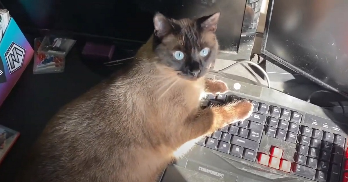 Nala, la gattina siamese che non fa lavorare il suo padrone al computer (VIDEO)