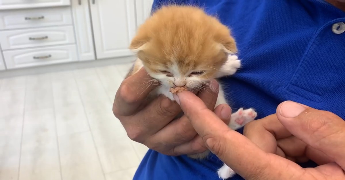 I dolci gattini Coco e Butuz mordono involontariamente il padrone (VIDEO)