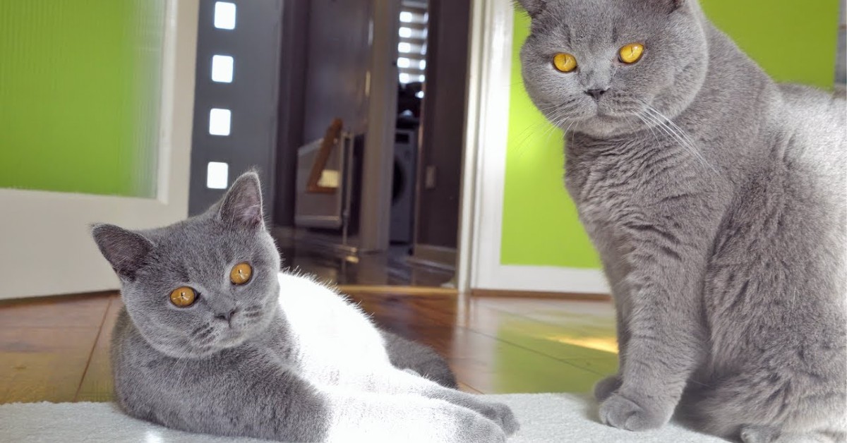 I gattini Coco e Monty giocano facendo la lotta (VIDEO)