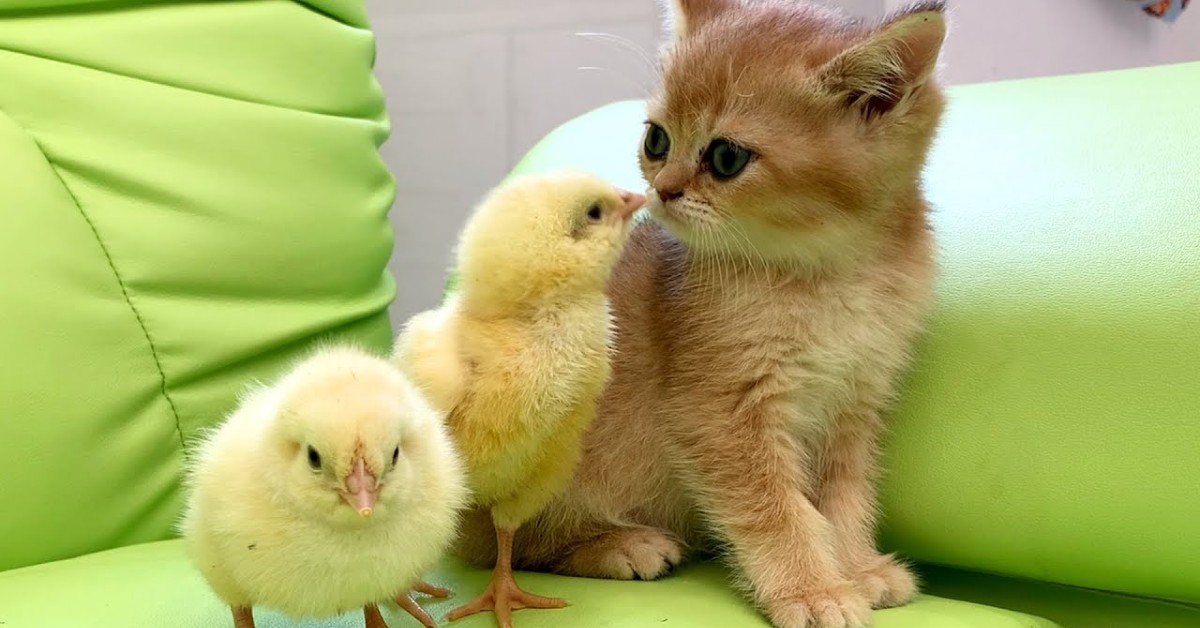 I gattini Kira e Coco fanno da babysitter ai pulcini (VIDEO)