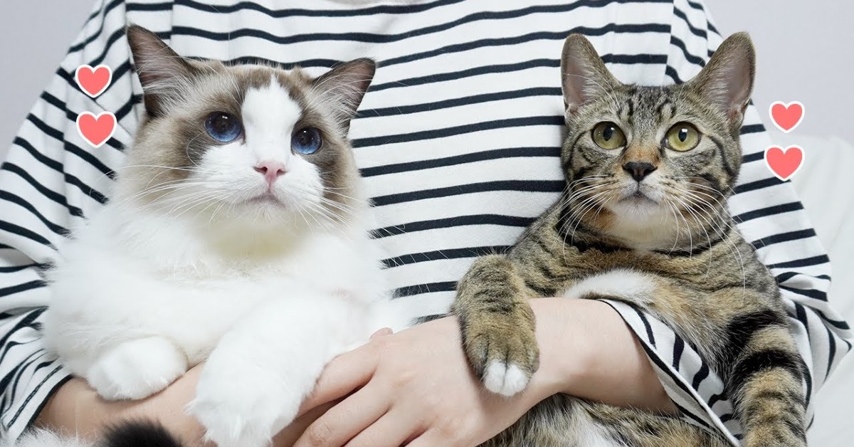 Questi dolci gattini amano gli abbracci del loro padrone (VIDEO)