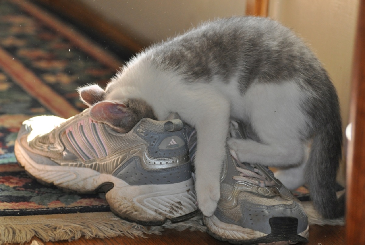 gatto con testa dentro scarpe