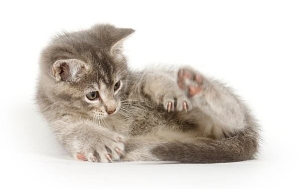 Gattini che giocano con la loro coda, il video può lasciarvi a bocca aperta
