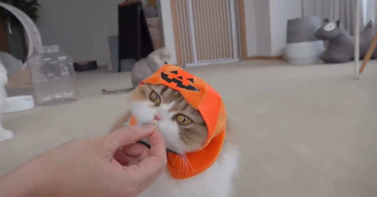 Splendidi gattini festeggiano Halloween con la padrona (VIDEO)