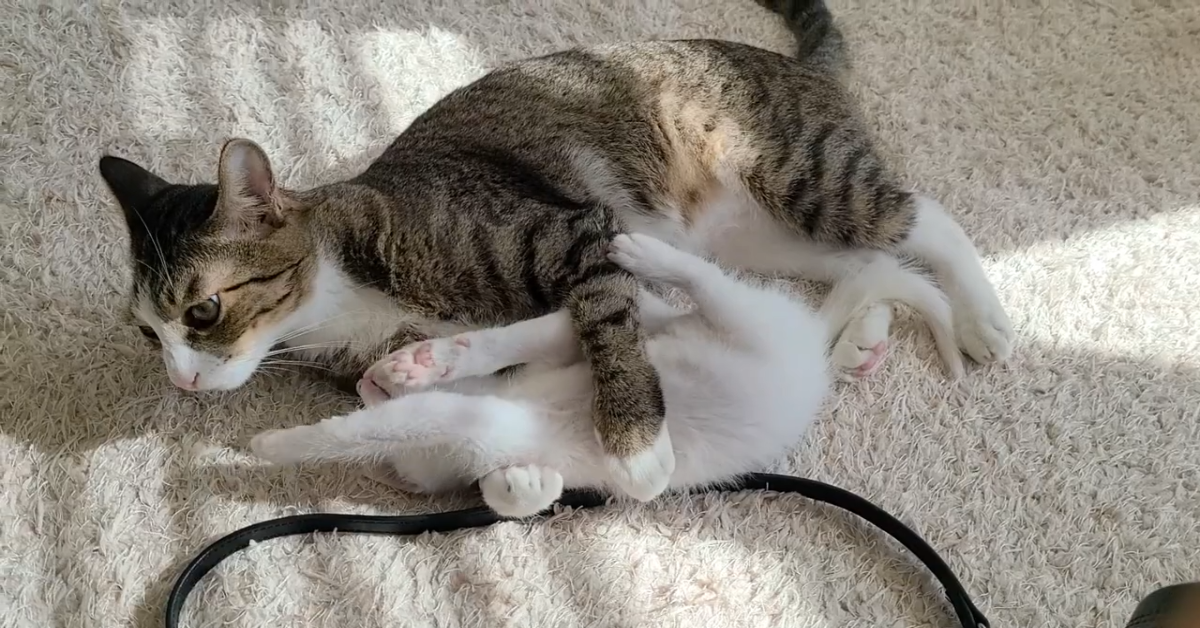 Due dolcissimi gattini giocano insieme e si rilassano (VIDEO)