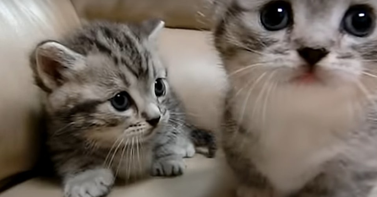 Due dolcissimi gattini giocano sul divano e si divertono (VIDEO)