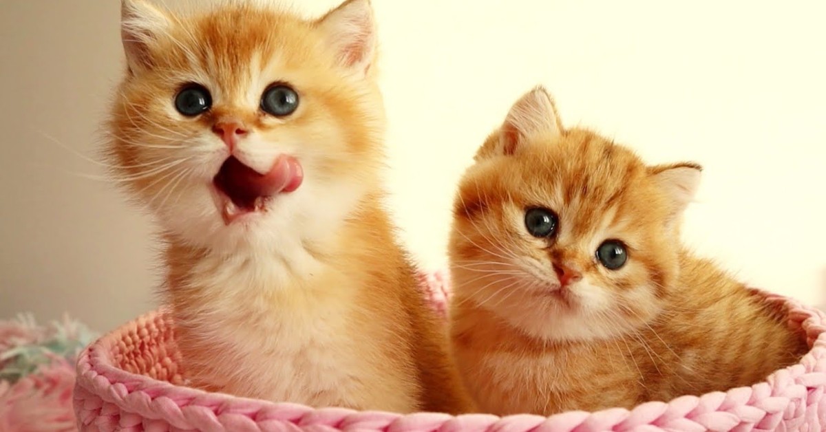 Gattini imparano a mangiare da soli e si lamentano quando hanno fame (VIDEO)