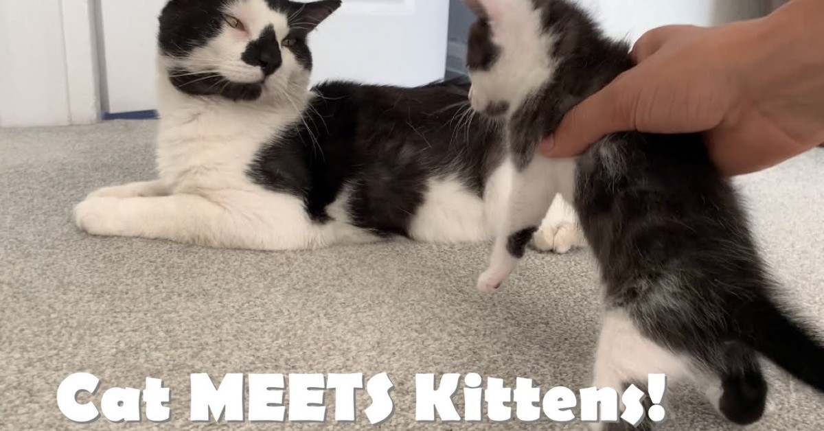 Dei gattini incontrano il loro papà per la prima volta (VIDEO)
