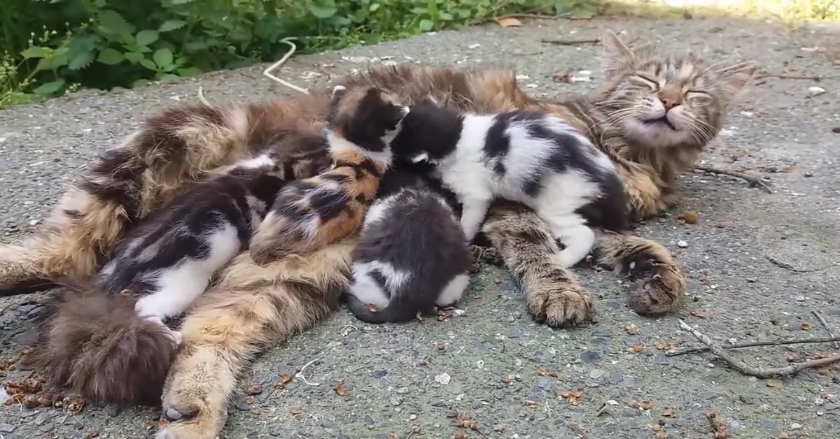 Dei gattini miagolano tantissimo per la mamma e per attirare l’attenzione (VIDEO)