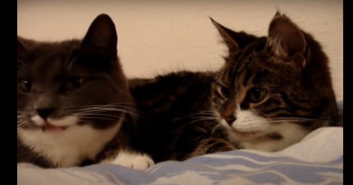 Due gattini parlano tra loro rendendo tutto molto divertente (VIDEO)