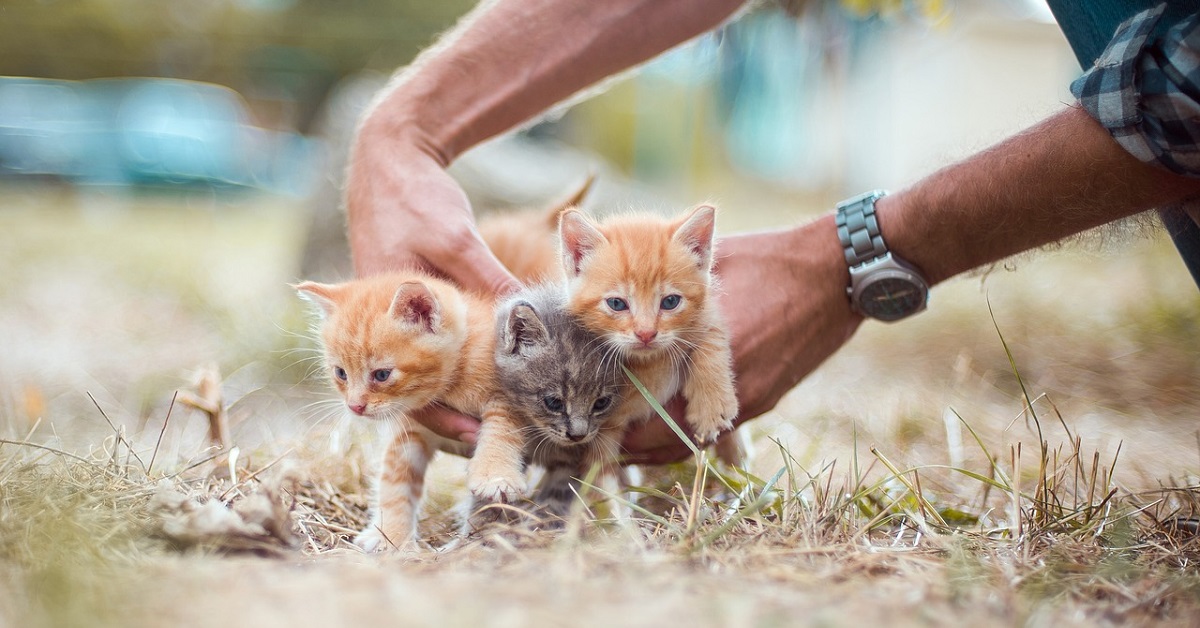 I gattini salvati dall’attacco di un pitone (VIDEO)