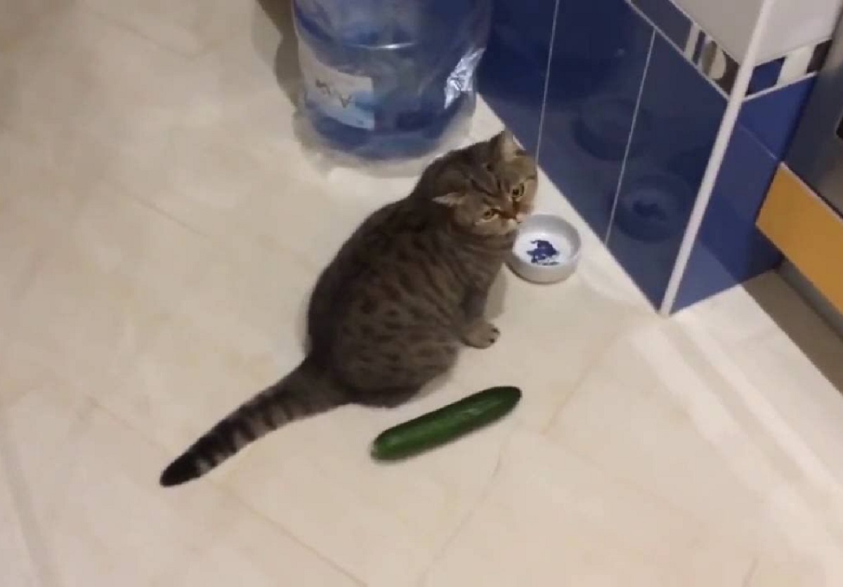 gatti zucchine nascoste dietro