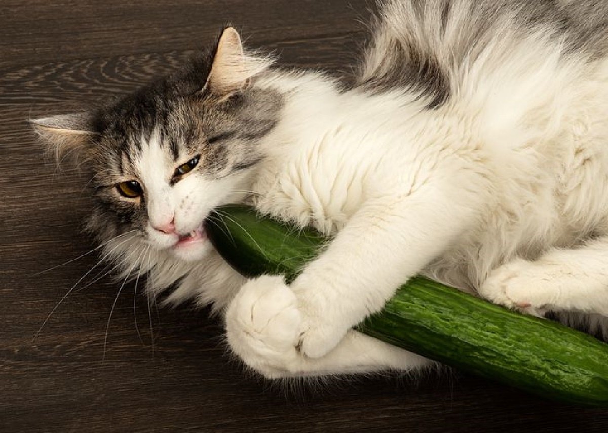 gattini inermi dinnanzi zucchine
