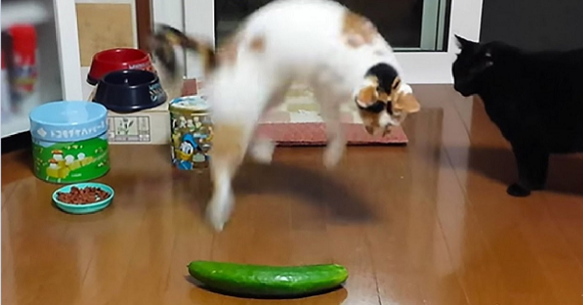 Gattini scoprono di aver paura delle zucchine (VIDEO)