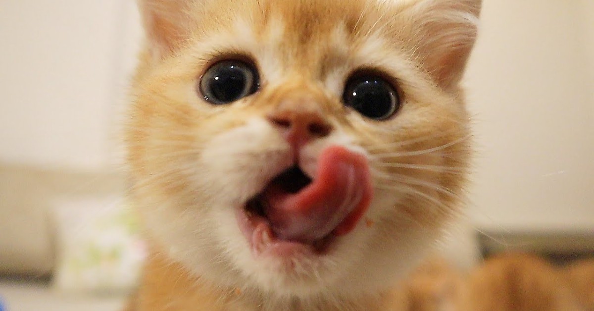 Dolcissimi gattini si preparano per la cena e per il gioco (VIDEO)