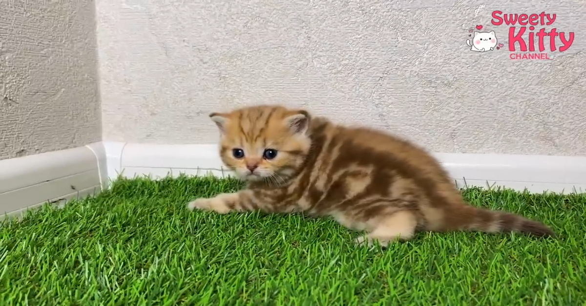 Dei gattini si spaventano della passeggiata; per loro infatti è la prima volta (VIDEO)