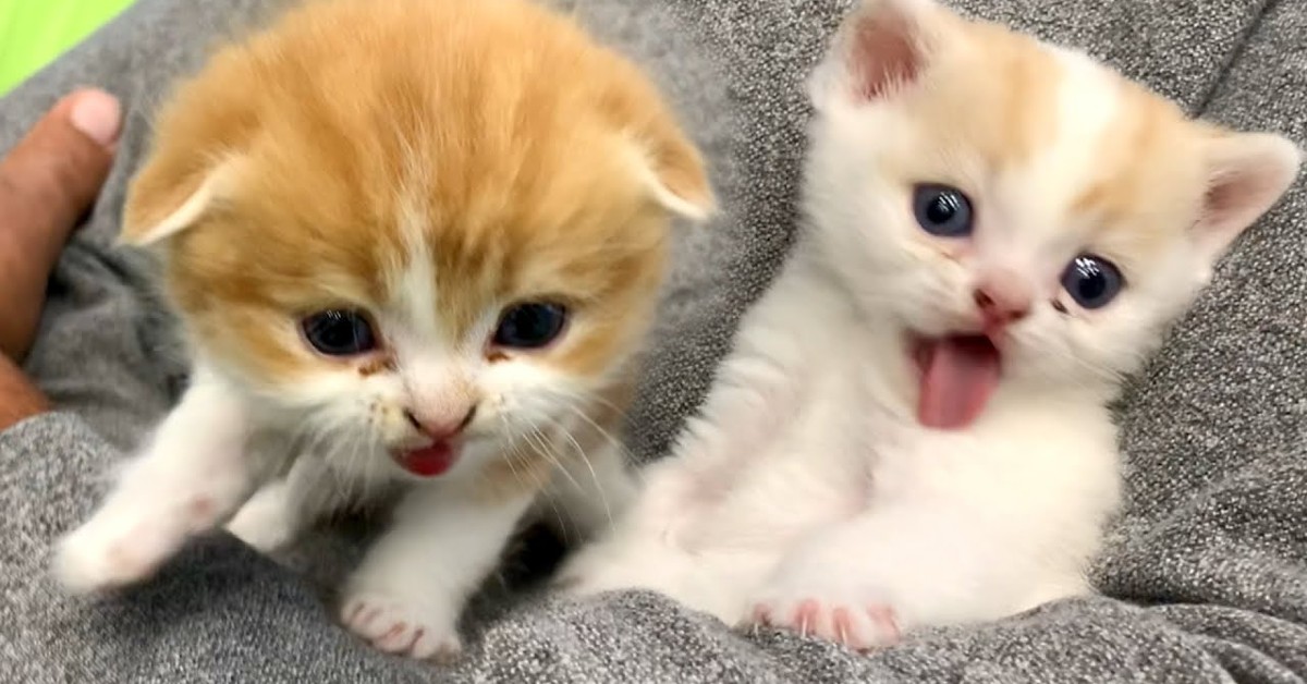 Due gattini stanno in braccio del loro papà umano (VIDEO)