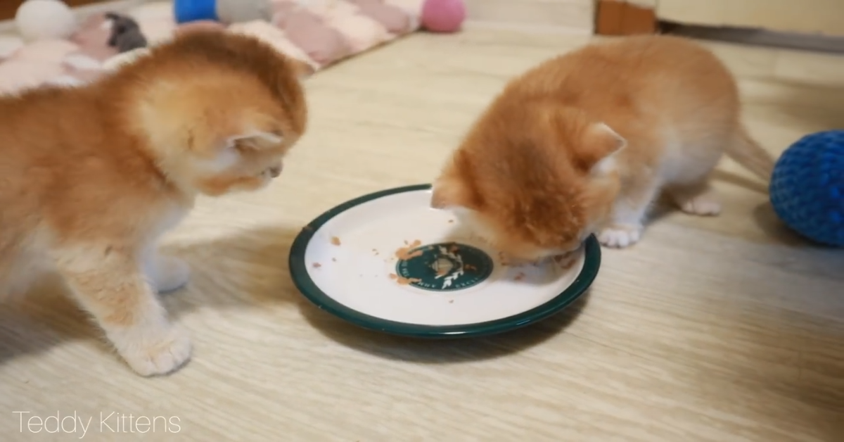 Gattini vogliono mangiare e lo comunicano alla padrona (VIDEO)