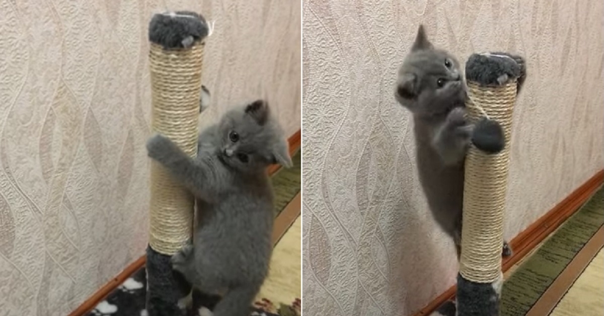 Jesse, il gattino British Shorthair che impara ad arrampicarsi (VIDEO)