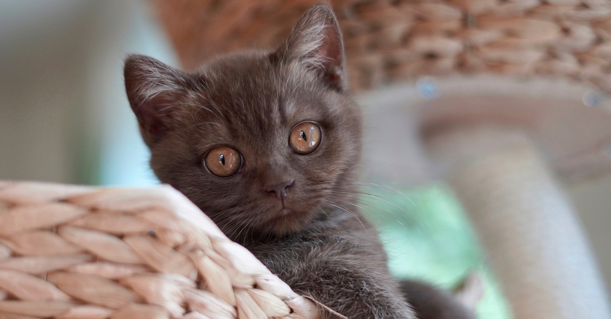 gattino British Shorthair