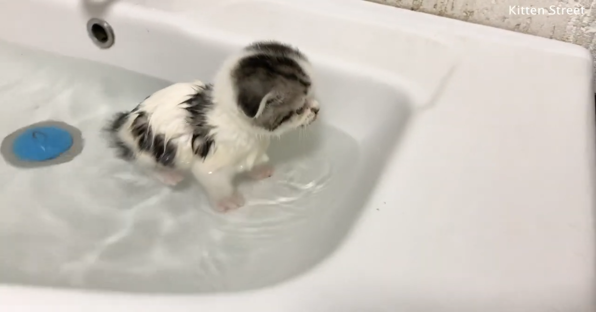 Il gattino Butuz ama fare il bagno e si rilassa moltissimo (VIDEO)