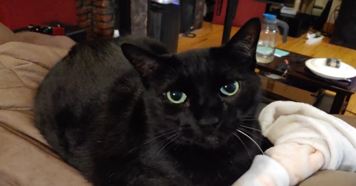 Il gattino Clinton miagola al padrone in un modo veramente dolcissimo (VIDEO)
