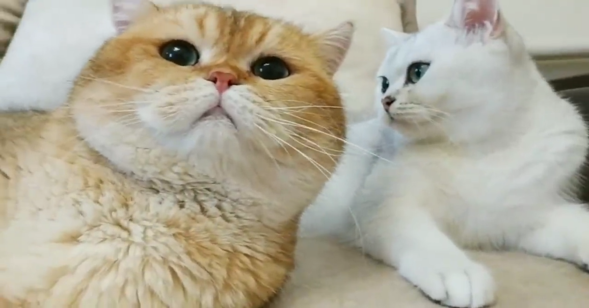 Gattino Coco incontra William, il padre e insieme si rilassano (VIDEO)