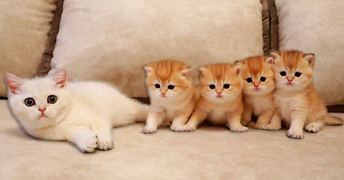 Il gattino Coco incontra i suoi quattro fratellini più piccoli (VIDEO)