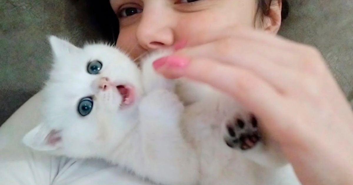 Il gattino Coco mordicchia la mano della sua dolce padrona (VIDEO)
