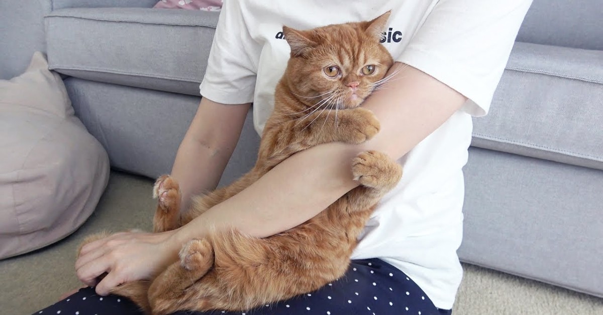 Il gattino Momo vuole attenzioni maggiori da parte della padrona (VIDEO)