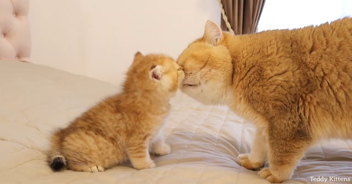 Il piccolo gattino Muffin incontra William per la prima volta (VIDEO)