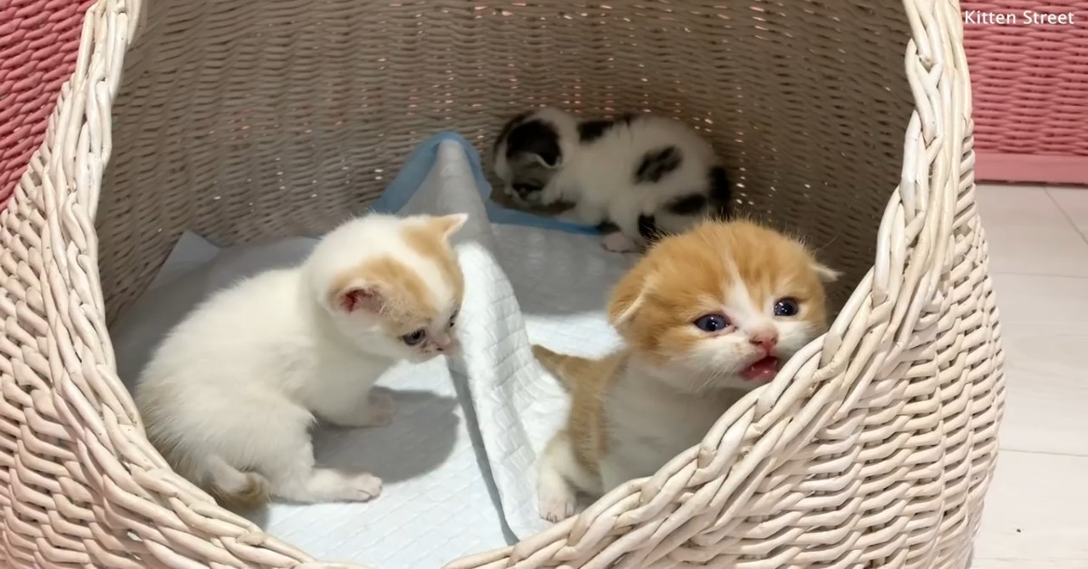 Un gattino nasconde i cuccioli per proteggerli (VIDEO)