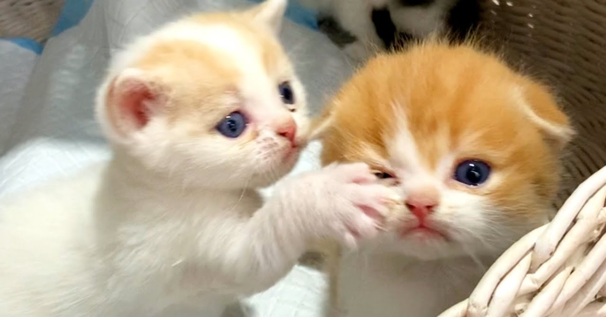 Il piccolo gattino Willie picchia la sorellina perchè ha perso la pazienza (VIDEO)