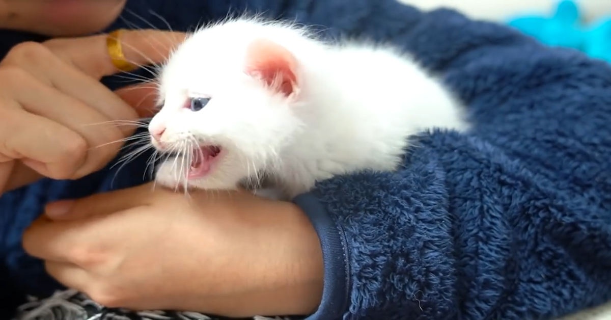 Un dolce gattino ama stare in braccio e ama le coccole (VIDEO)