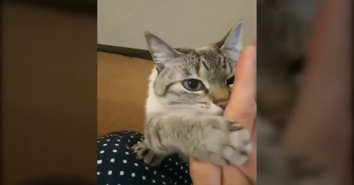 Un dolce gattino batte il cinque al padrone e insieme si divertono (VIDEO)
