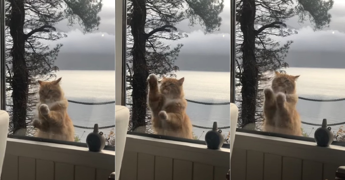 gattino che graffia il vetro della finestra perché vuole entrare a casa